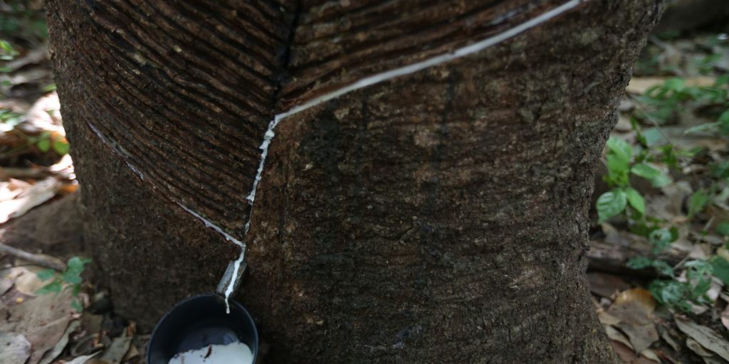 museu-do-seringal,-em-manaus,-reabre-as-portas-nesta-quinta-feira