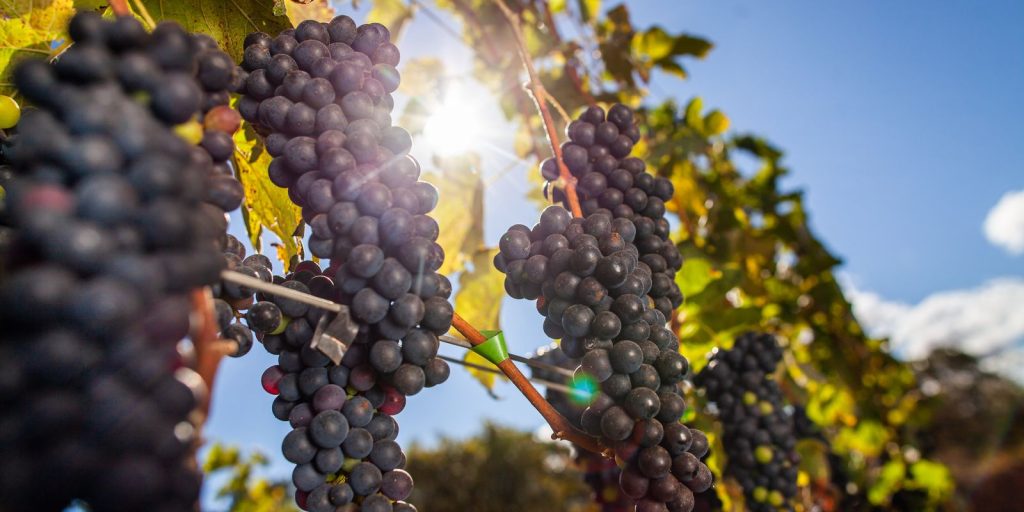 festa-das-colheitas-celebra-150-anos-da-imigracao-italiana-no-brasil