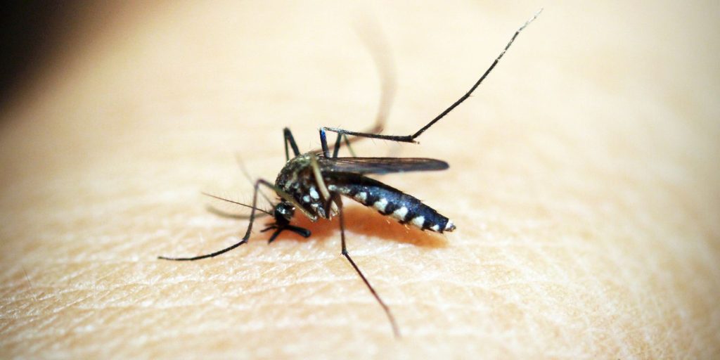 dengue:-brasil-ultrapassa-meio-milhao-de-casos-provaveis-este-ano