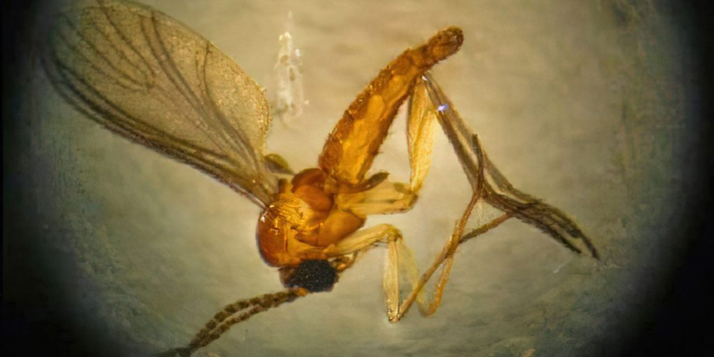 estado-de-sao-paulo-registra-44-casos-de-febre-de-oropouche