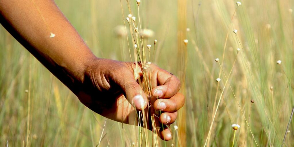 povoado-mumbuca-realiza-festa-da-colheita,-que-promove-o-capim-dourado