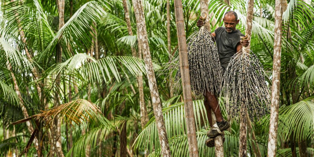agrofloresta-e-saida-para-restauracao-de-areas-degradadas-na-pecuaria