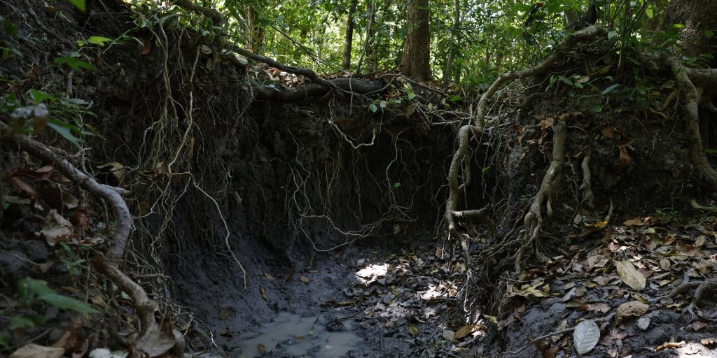 brasil-tem-mais-de-37-bilhoes-de-toneladas-de-carbono-organico-no-solo