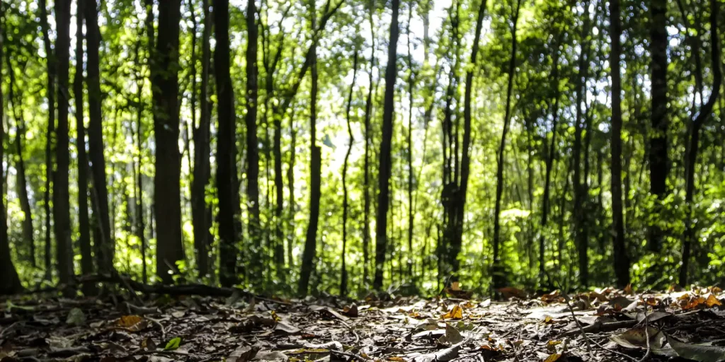 comeca-o-periodo-de-defeso-florestal-no-amazonas