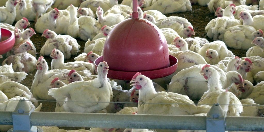 china-encerra-embargo-e-libera-frango-do-rs-apos-surto-sanitario