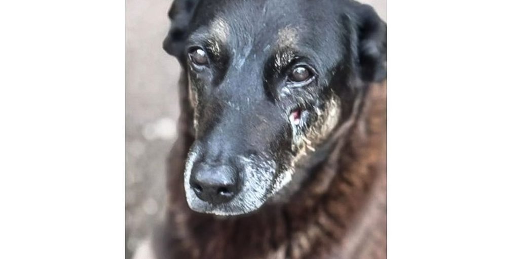 caso-orelha:-policia-pede-internacao-de-adolescente-envolvido-no-crime