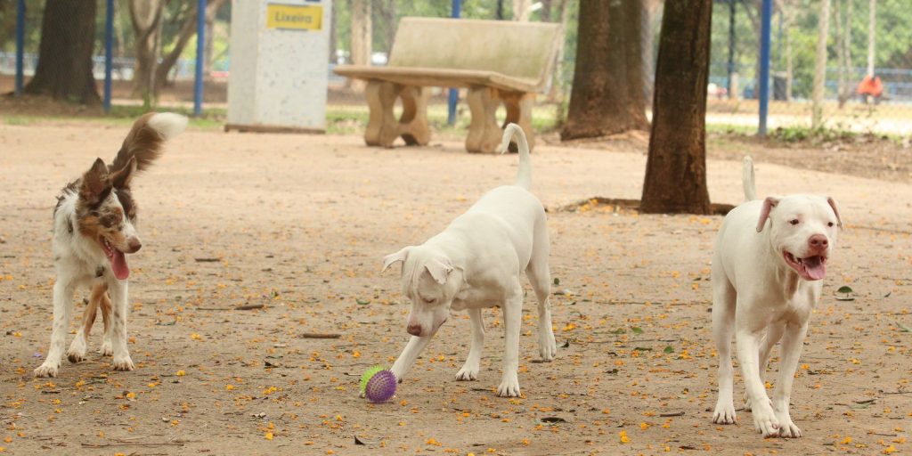estatuto-dos-caes-e-gatos-pode-ampliar-pena-para-quem-maltrata-animais