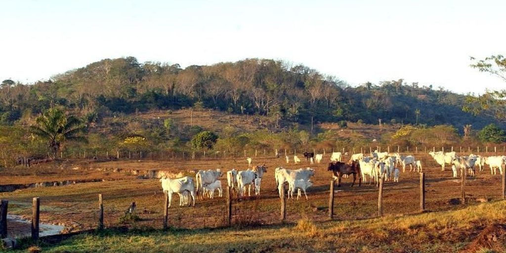 stf-mantem-lei-que-limita-compra-de-terras-por-empresas-estrangeiras