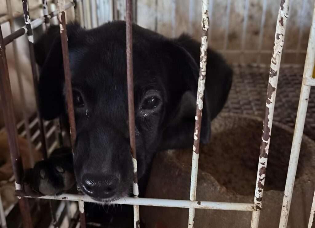 operacao-resgata-dezenas-de-animais-vitimas-de-maus-tratos-em-goiania