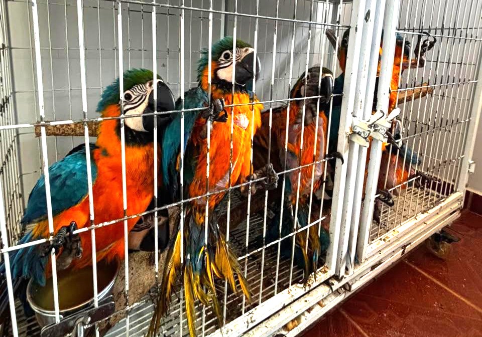 fiscalizacao-resgata-mais-de-220-animais-silvestres-em-caldas-novas
