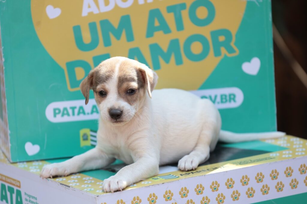 aparecida-promove-feira-com-15-caes-para-adocao-neste-sabado-(15/8)