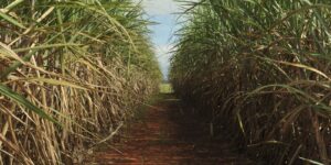 conselho-eleva-limite-de-remuneracao-do-eco-invest-brasil
