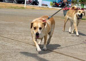 aparecida-reune-mil-participantes-em-mobilizacao-pela-causa-animal