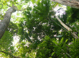 hoje-e-dia:-semana-do-meio-ambiente-e-obesidade-infantil-sao-destaques