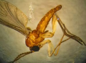 estado-do-rio-registra-quarta-morte-por-febre-do-oropouche