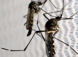 obitos-por-dengue-chegam-a-14-em-sao-paulo-e-a-21-no-brasil-em-2025