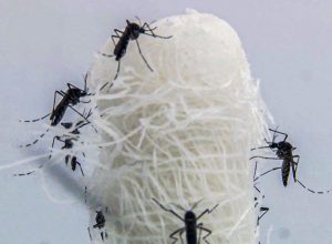 capital-paulista-tem-queda-de-90,5%-nos-casos-confirmados-de-dengue