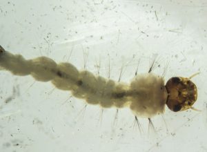 brasil-inaugura-maior-biofabrica-do-mundo-de-mosquitos-“do-bem”