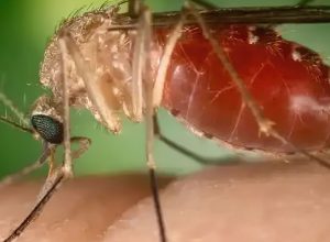 brasil-registra-quase-3-mil-casos-de-oropouche-em-2025