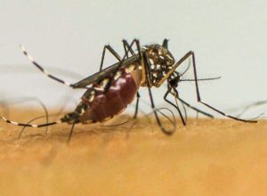doencas-transmitidas-por-mosquitos-serao-“novo-normal”-na-europa