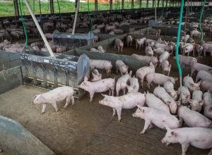 producao-de-carne-suina-e-de-frango-tera-volume-recorde-em-2026