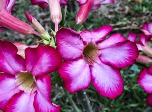 hoje-e-dia:-inicio-da-primavera-e-datas-ligadas-a-saude-sao-destaques