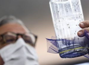 fabrica-de-mosquitos-oferece-tecnologias-para-reducao-da-dengue