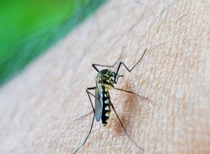 dengue-e-febre-amarela-tem-aumento-de-casos-e-obitos-em-sao-paulo