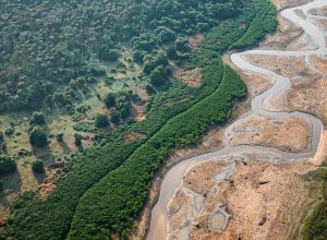 pesquisa-com-bacterias-na-amazonia-pode-desenvolver-novos-medicamentos