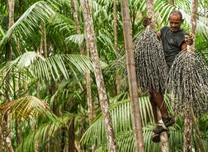 agrofloresta-e-saida-para-restauracao-de-areas-degradadas-na-pecuaria