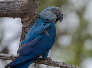 icmbio-informa-que-11-ararinhas-azuis-foram-detectadas-com-circovirus