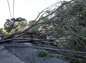 queda-de-arvore-provoca-morte-em-guarulhos,-diz-defesa-civil