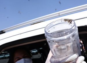 saude-libera-mosquitos-estereis-para-frear-reproducao-do-aedes