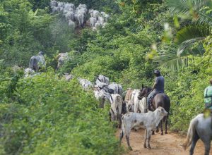 vaqueiro-contratado-pelo-ibama-e-morto-em-terra-indigena-no-para