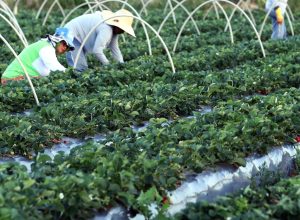 finep-anuncia-parceria-de-r$-74,9-milhoes-para-a-agricultura-familiar