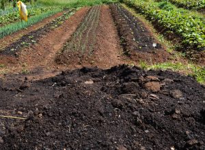 cmn-amplia-socorro-a-produtores-afetados-pelo-clima