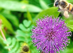 viva-maria-destaca-direito-das-abelhas-e-alerta-ambiental