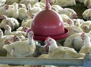 china-encerra-embargo-e-libera-frango-do-rs-apos-surto-sanitario