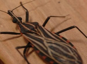 ananindeua,-no-para,-tem-surto-de-casos-da-doenca-de-chagas