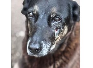 caso-orelha:-policia-pede-internacao-de-adolescente-envolvido-no-crime