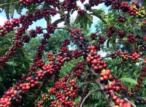 conab-preve-colheita-recorde-de-cafe-com-crescimento-de-17,1%-em-2026
