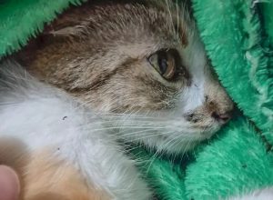 mulher-e-presa-apos-arremessar-gata-do-12o-andar-de-predio-em-curitiba