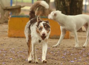 exposicao-a-multidoes-no-carnaval-traz-riscos-a-saude-dos-animais