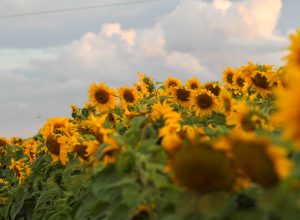 campos-de-girassol-transformam-luziania-em-destino-turistico