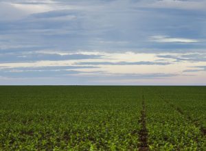 fazenda-estuda-fundo-garantidor-para-dividas-rurais