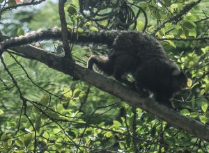 terapia-adaptada-diminui-mortes-por-febre-amarela-em-84%