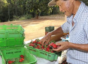 finep-vai-pagar-r$-220-milhoes-para-inovacoes-em-agricultura-familiar 