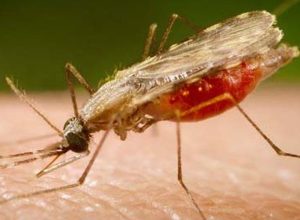 cientistas-da-fiocruz-podem-produzir-vacina-completa-contra-a-malaria