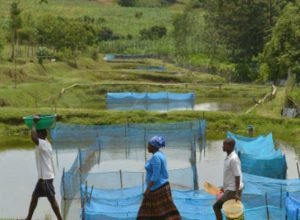 estudo-alerta-para-avanco-de-bacteria-em-criacoes-de-peixes