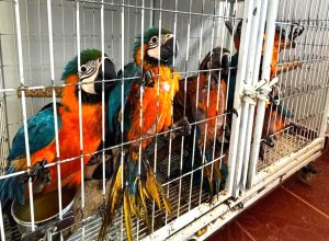 fiscalizacao-resgata-mais-de-220-animais-silvestres-em-caldas-novas